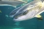Yellowtail Head Yellowtail Head