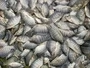 Tilapia Catch C