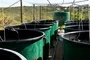 Tilapia Farming