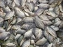 Tilapia Catch C Web