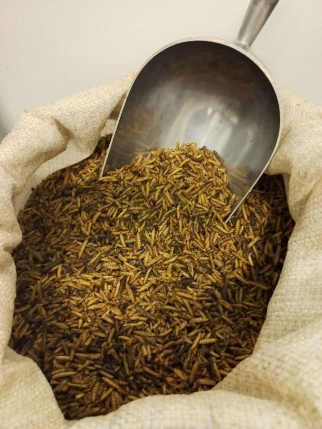 Black Soldier Fly Insect Protein Feeds Shop Online Aquaculture