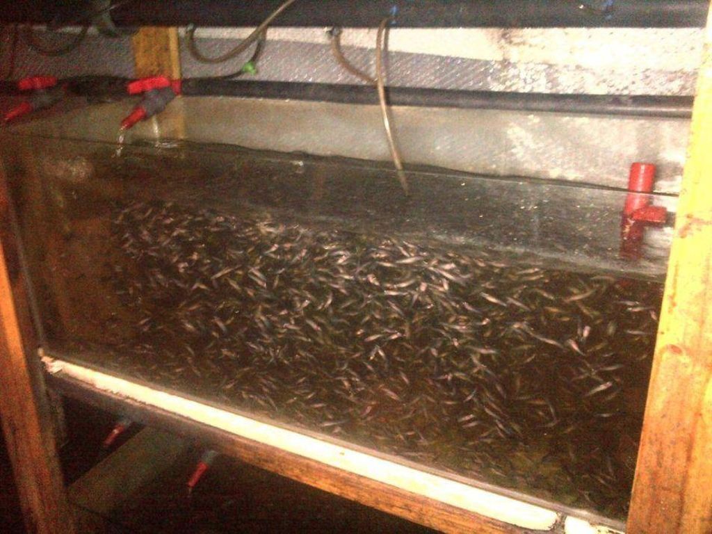 Catfish fingerlings for sale Fish Shop Online Aquaculture Innovations
