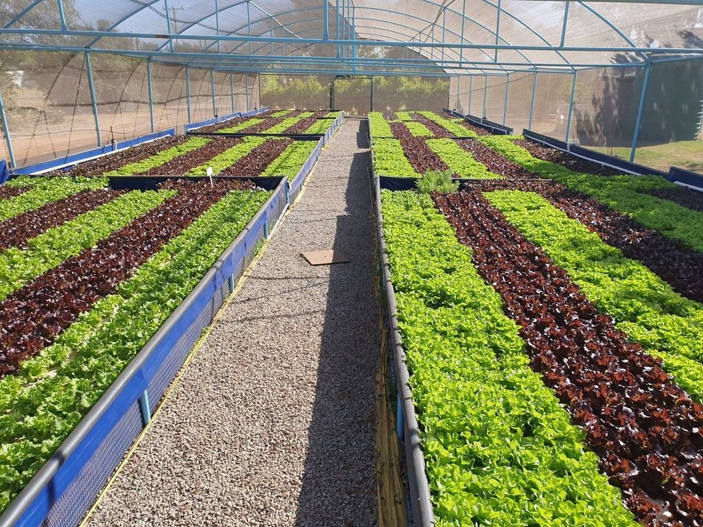 How does your choice of Fish Feed affect your plants in a recirculating Aquaponics System