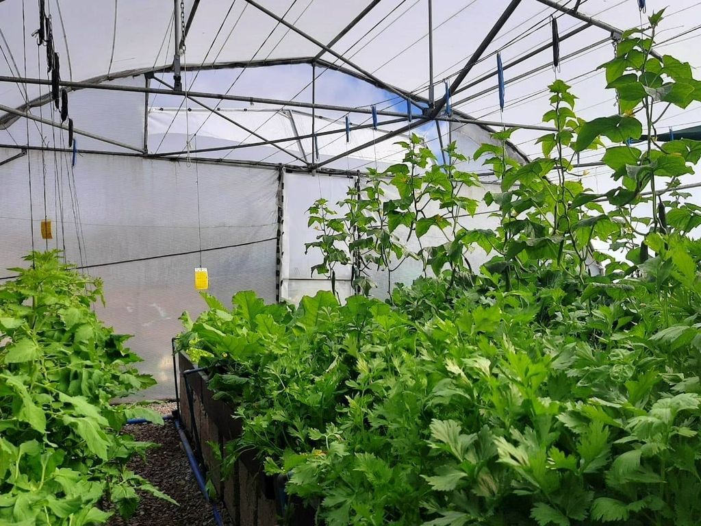 Temperature Management in Aquaponics Blogs Aquaculture Innovations